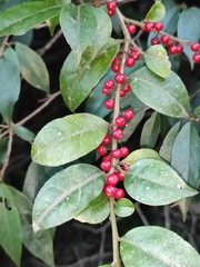 Ilex pubescens