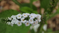 Heliotropium indicum