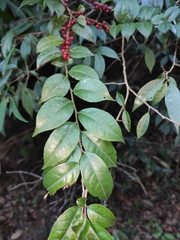 Ilex pubescens