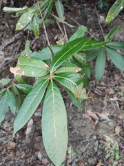 Lithocarpus corneus