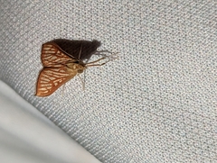 Antigastra catalaunalis