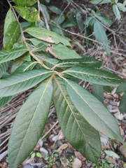 Lithocarpus corneus