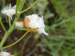 Eriospermum mackenii