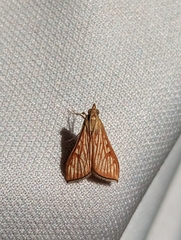 Antigastra catalaunalis