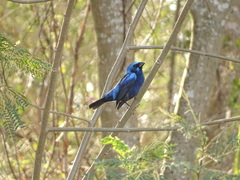 Cyanocompsa parellina