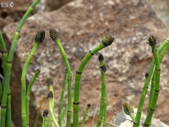 Equisetum laevigatum