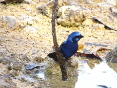 Cyanocompsa parellina