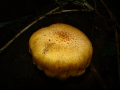 Agaricales