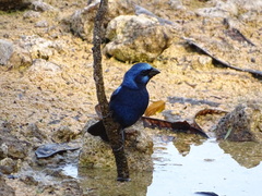 Cyanocompsa parellina