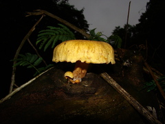Agaricales