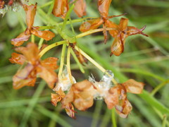 Eriospermum mackenii