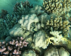 Tridacna maxima