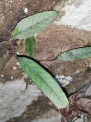 Pyrrosia lingua