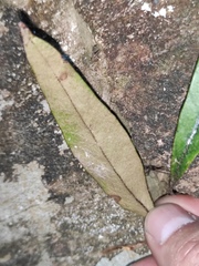 Pyrrosia lingua