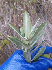 Callistachys lanceolata