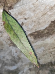 Pyrrosia lingua