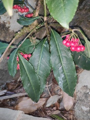 Ardisia crenata