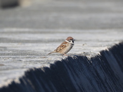 Passer montanus saturatus