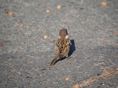 Passer montanus saturatus