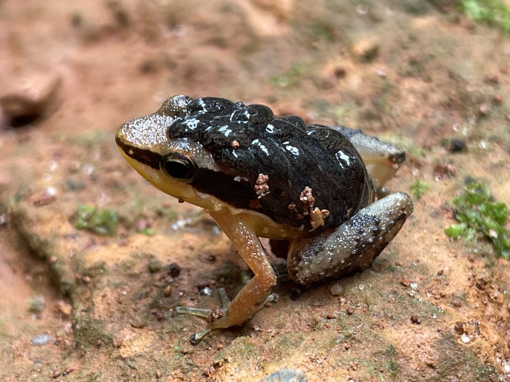 Dull Rocket Frog from Parque Zoobotânico Vale, Parauapebas, PA, BR on ...