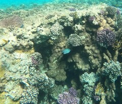 Amblyglyphidodon indicus