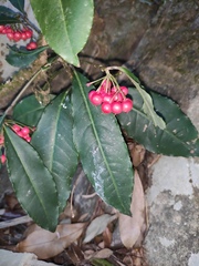 Ardisia crenata