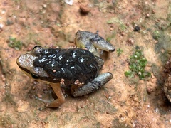 Allobates marchesianus