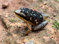 Allobates marchesianus
