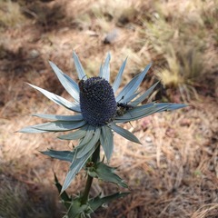 Eryngium proteiflorum