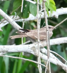 Hydropsalis climacocerca