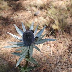 Eryngium proteiflorum