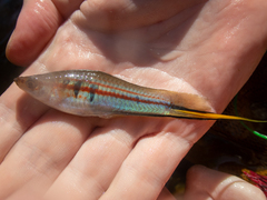 Xiphophorus hellerii