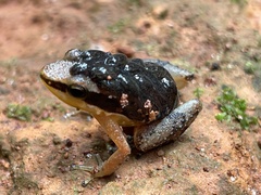 Allobates marchesianus