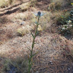 Eryngium proteiflorum