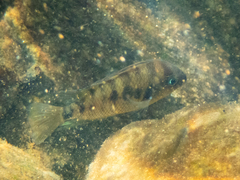 Cryptoheros spilurus
