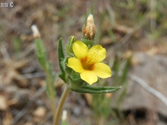 Mentzelia montana