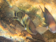Cryptoheros spilurus