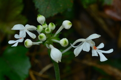 Calanthe triplicata