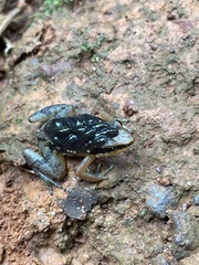 Allobates marchesianus