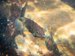 Cryptoheros spilurus