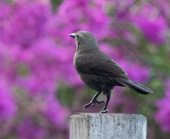 Quiscalus lugubris