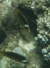 Chaetodon fasciatus