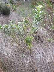 Callistachys lanceolata