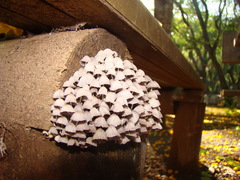 Coprinellus disseminatus