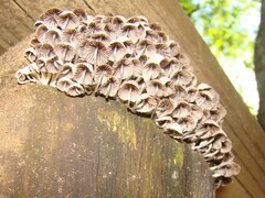 Coprinellus disseminatus