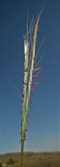 Diheteropogon amplectens