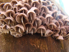 Coprinellus disseminatus