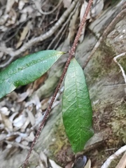 Trachelospermum axillare