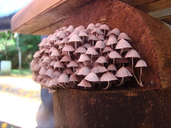 Coprinellus disseminatus