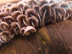 Coprinellus disseminatus